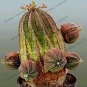 Euphorbia obesa Flower, Real Mini Euphorbia obesa Flores Perennial Plant 100 PCS Seeds