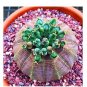 Euphorbia obesa Flower, Real Mini Euphorbia obesa Flores Perennial Plant 100 PCS Seeds