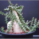 Euphorbia squarrosa 1 PCS Seeds