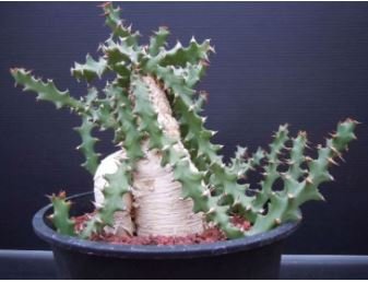 Euphorbia squarrosa 1 PCS Seeds