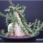 Euphorbia squarrosa 1 PCS Seeds