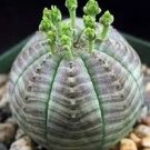 Euphorbia obesa Basketball Sea Urchin Bonsai 100 PCS Seeds