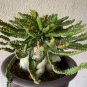 Euphorbia stellata Rare Succulent plants 10 PCS Seeds