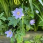 Europe Colorful Primula Acaulis Bonsai Potted 100 PCS Seeds