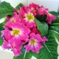 Europe Colorful Primula Acaulis Bonsai Potted 100 PCS Seeds