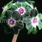 Europe Colorful Primula Acaulis Bonsai Potted 100 PCS Seeds