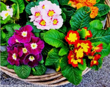 Europe Mix Colors Primula Acaulis Bonsai Potted Plant Primrose 100 PCS Seeds