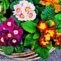 Europe Mix Colors Primula Acaulis Bonsai Potted Plant Primrose 100 PCS Seeds