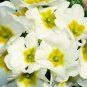 Europe Mix Colors Primula Acaulis Bonsai Potted Plant Primrose 100 PCS Seeds