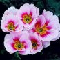 Europe Mix Colors Primula Acaulis Bonsai Potted Plant Primrose 100 PCS Seeds