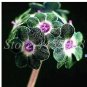 Europe Mix Colors Primula Acaulis Bonsai Potted Plant Primrose 100 PCS Seeds