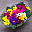 European Primrose Flower Seeds Mixed Colors 100 PCS Seeds