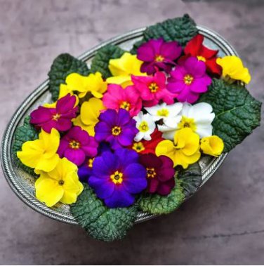 European Primrose Flower Seeds Mixed Colors 100 PCS Seeds