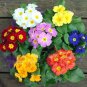 European Primrose Flower Seeds Mixed Colors 100 PCS Seeds