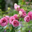 Eustoma 100 PCS Seeds
