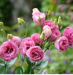 Eustoma 100 PCS Seeds