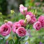 Eustoma 100 PCS Seeds
