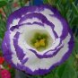 Eustoma 100 PCS Seeds