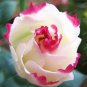 Eustoma 100 PCS Seeds