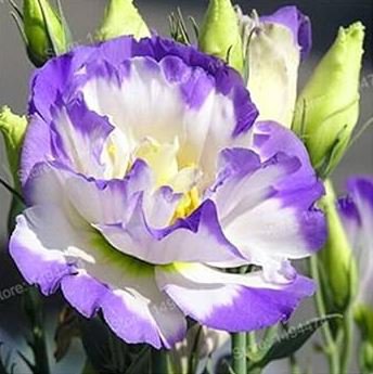 Eustoma Bonsai Seeds Mixed Colors Bonsai Perennial Flowering Plants 100 PCS Seeds