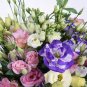Eustoma Bonsai Seeds Mixed Colors Bonsai Perennial Flowering Plants 100 PCS Seeds