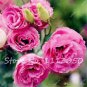 Eustoma Bonsai Seeds Mixed Colors Bonsai Perennial Flowering Plants 100 PCS Seeds