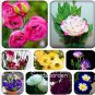 Eustoma Bonsai Seeds Mixed Colors Bonsai Perennial Flowering Plants 100 PCS Seeds