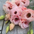 Eustoma Grandiflorum Seeds Water Pink Double Flowers Hybrid 100 PCS Seeds