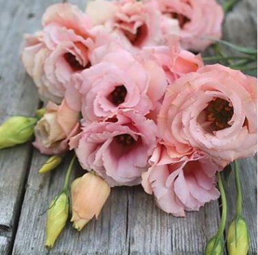 Eustoma Grandiflorum Seeds Water Pink Double Flowers Hybrid 100 PCS Seeds
