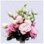 Eustoma Grandiflorum Seeds Water Pink Double Flowers Hybrid 100 PCS Seeds