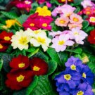 European Primrose Flower Seeds Mixed Colors 100 PCS Seeds