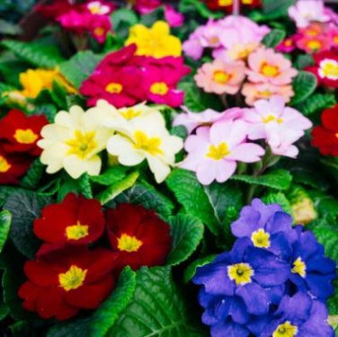 European Primrose Flower Seeds Mixed Colors 100 PCS Seeds