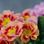 European Primrose Flower Seeds Mixed Colors 100 PCS Seeds