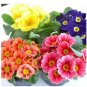 European Primrose Flower Seeds Mixed Colors 100 PCS Seeds