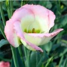 Eustoma Seed Perennial Flowering Plants 200 PCS Seeds