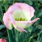 Eustoma Seed Perennial Flowering Plants 200 PCS Seeds