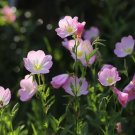 Evening Primrose 100 PCS Seeds
