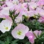 Evening Primrose 100 PCS Seeds