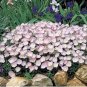 Evening Primrose 100 PCS Seeds