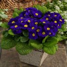 Evening Primrose Zebra Blue Evening Primrose Bonsai 100 PCS Seeds