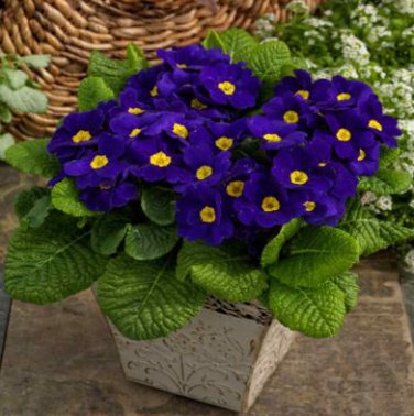 Evening Primrose Zebra Blue Evening Primrose Bonsai 100 PCS Seeds