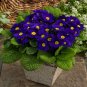 Evening Primrose Zebra Blue Evening Primrose Bonsai 100 PCS Seeds