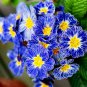 Evening Primrose Zebra Blue Evening Primrose Bonsai 100 PCS Seeds