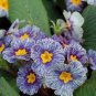 Evening Primrose Zebra Blue Evening Primrose Bonsai 100 PCS Seeds