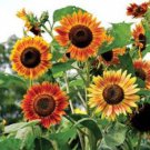 Evening Sun Sunflower 20 PCS Seeds