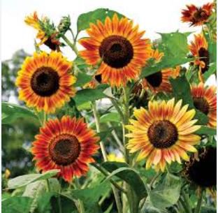 Evening Sun Sunflower 20 PCS Seeds