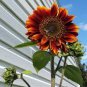 Evening Sun Sunflower 20 PCS Seeds
