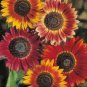 Evening Sun Sunflower 20 PCS Seeds