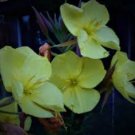 Evening Primrose 100 PCS Seeds Evening Primrose 100 PCS Seeds