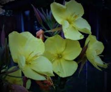 Evening Primrose 100 PCS Seeds